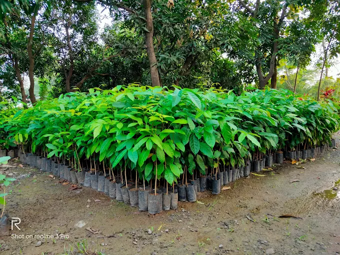 Mahogany plants background