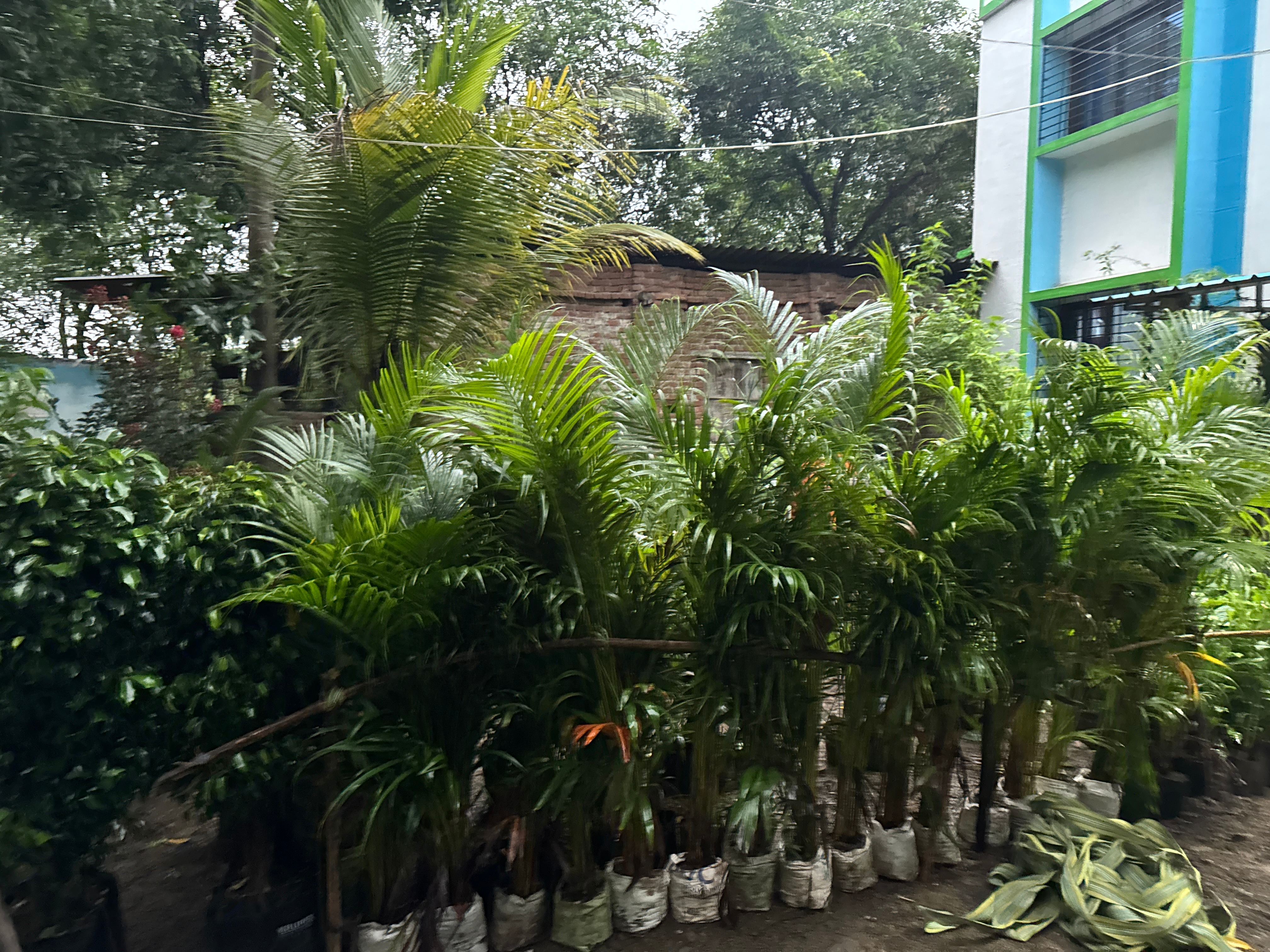 Palm plants and tropical plants